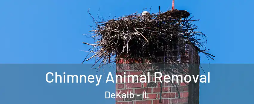 Chimney Animal Removal DeKalb - IL